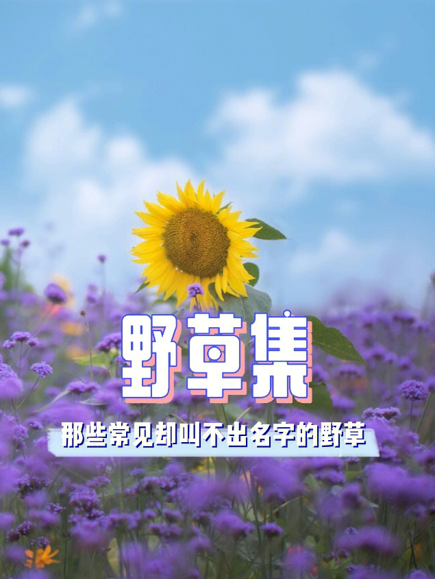 野草集简介图片