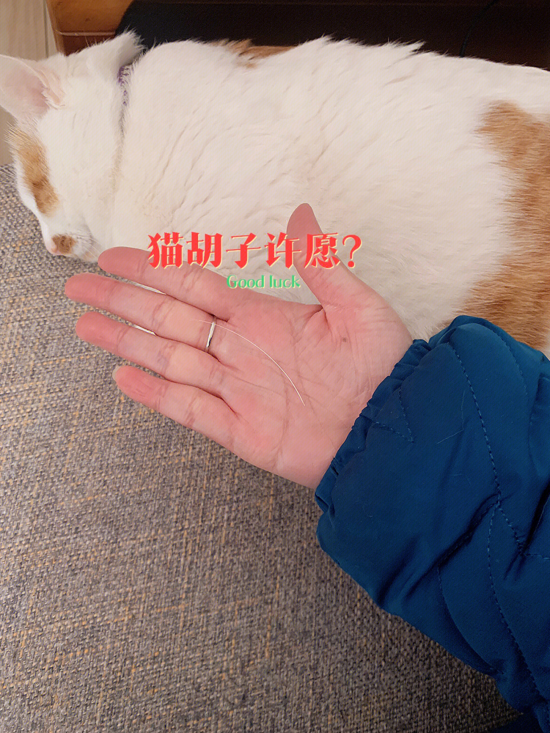 猫胡子可以许愿说出你的愿望一定会实现的