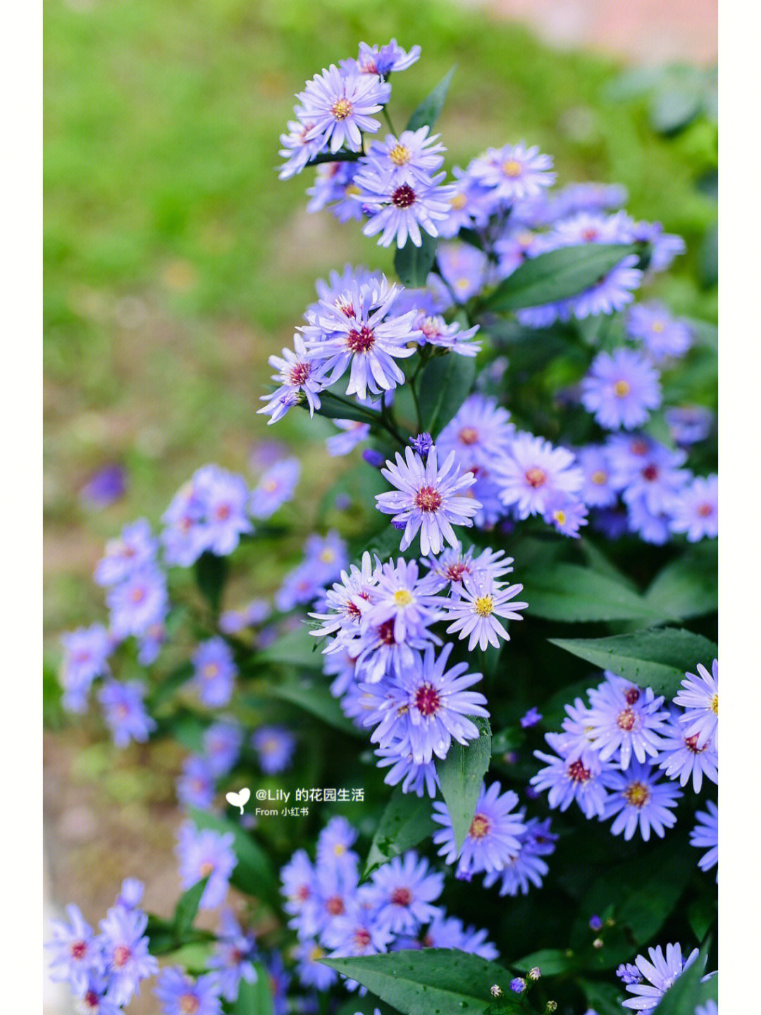 紫菀小卡罗