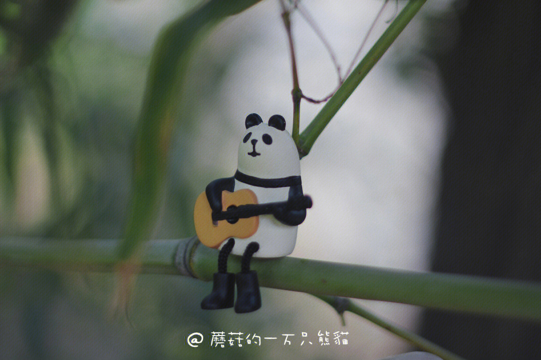 悲伤熊猫流泪弹吉他图片