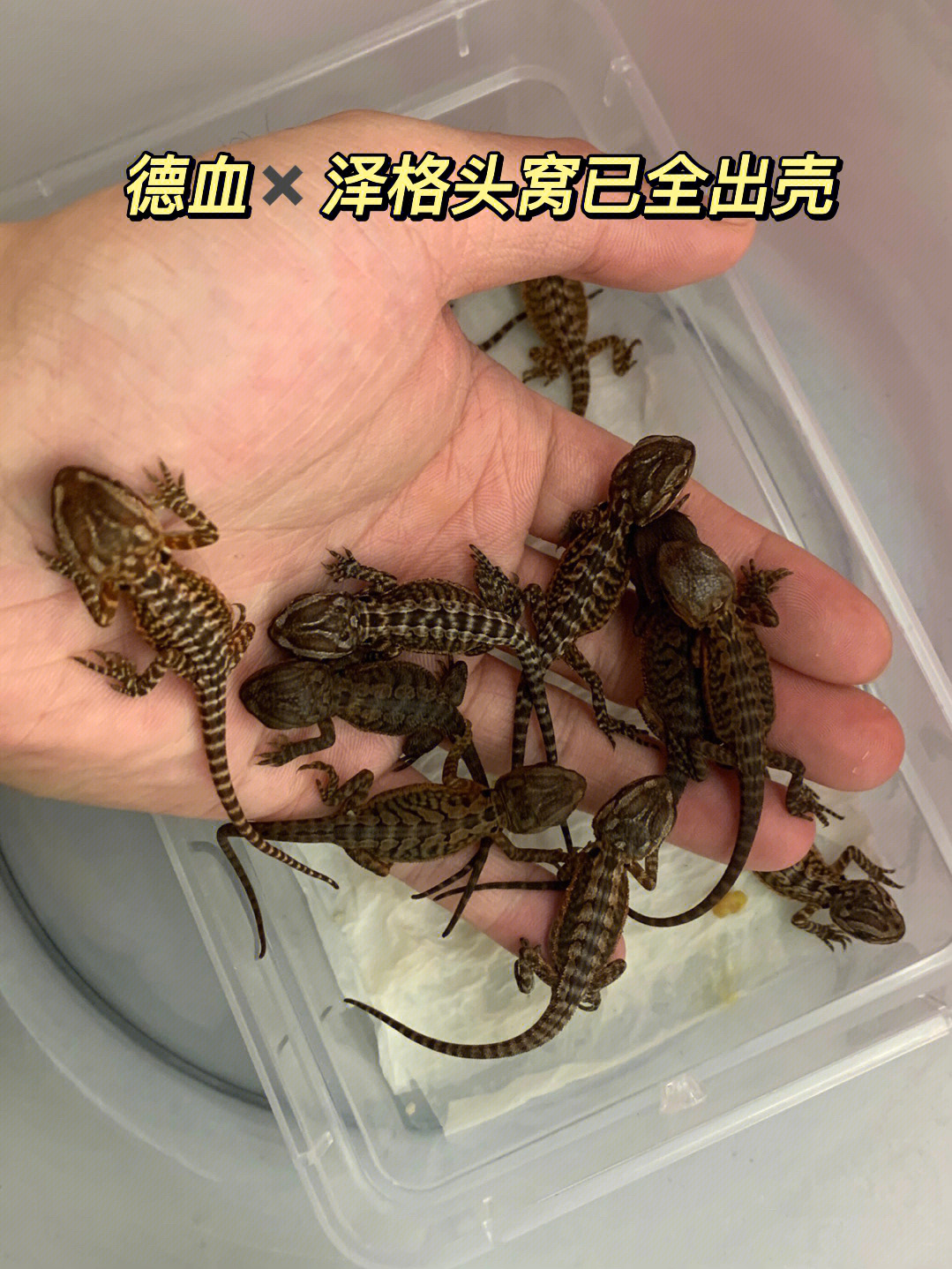 泽格虫族图片图片