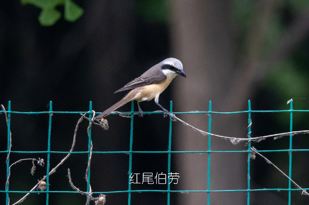 伯劳鸟公母区分图片