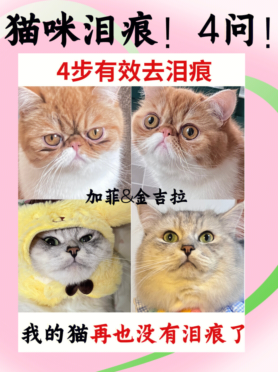 猫咪泪痕怎么去除4问泪痕75铲屎官必看