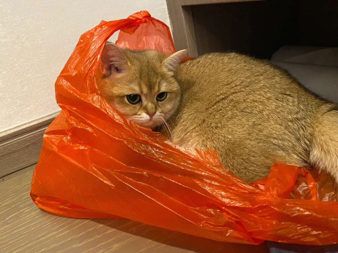 每个猫咪都这么爱塑料袋