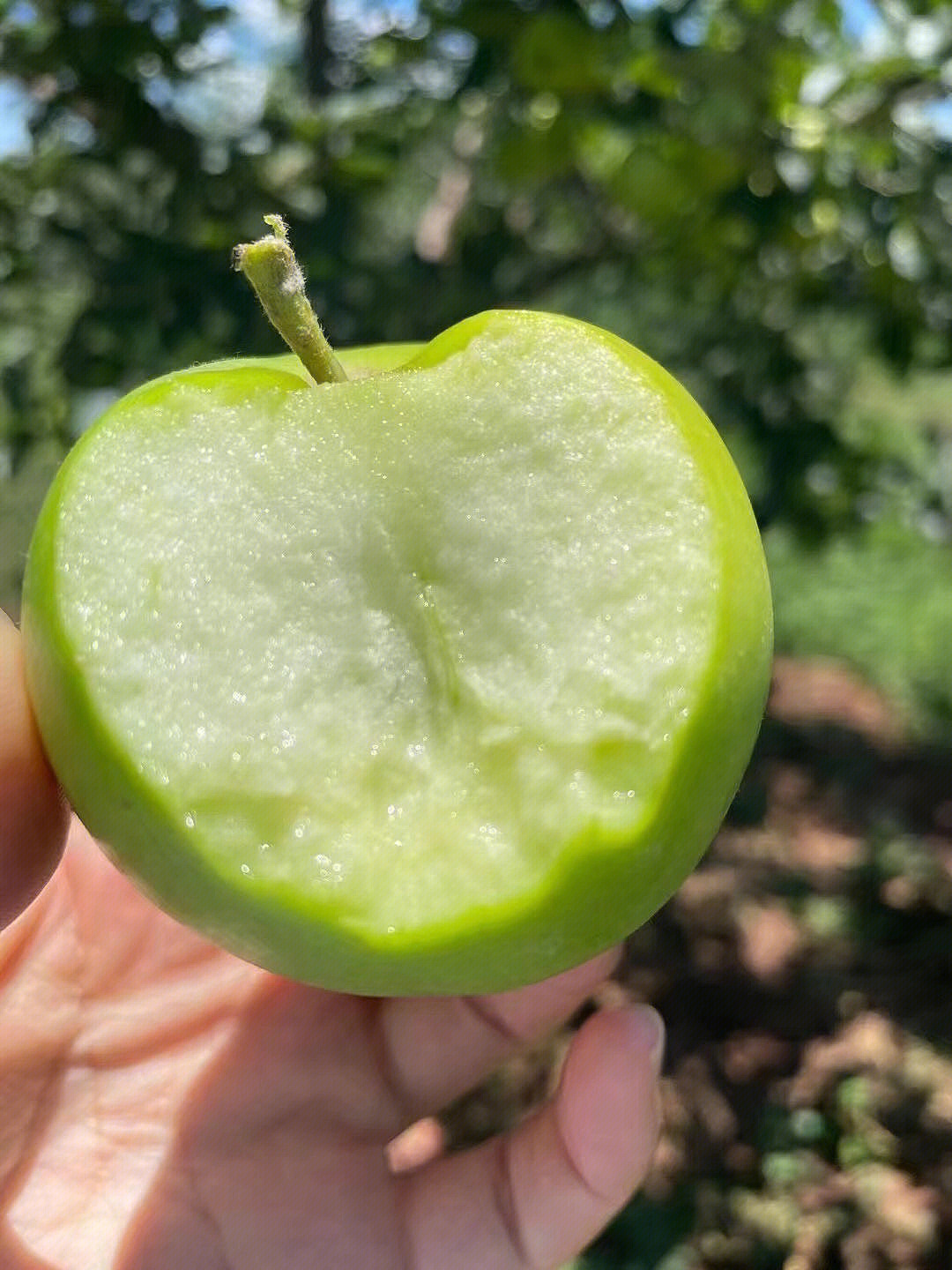 脆脆甜甜云南青苹果每天新鲜采摘水果