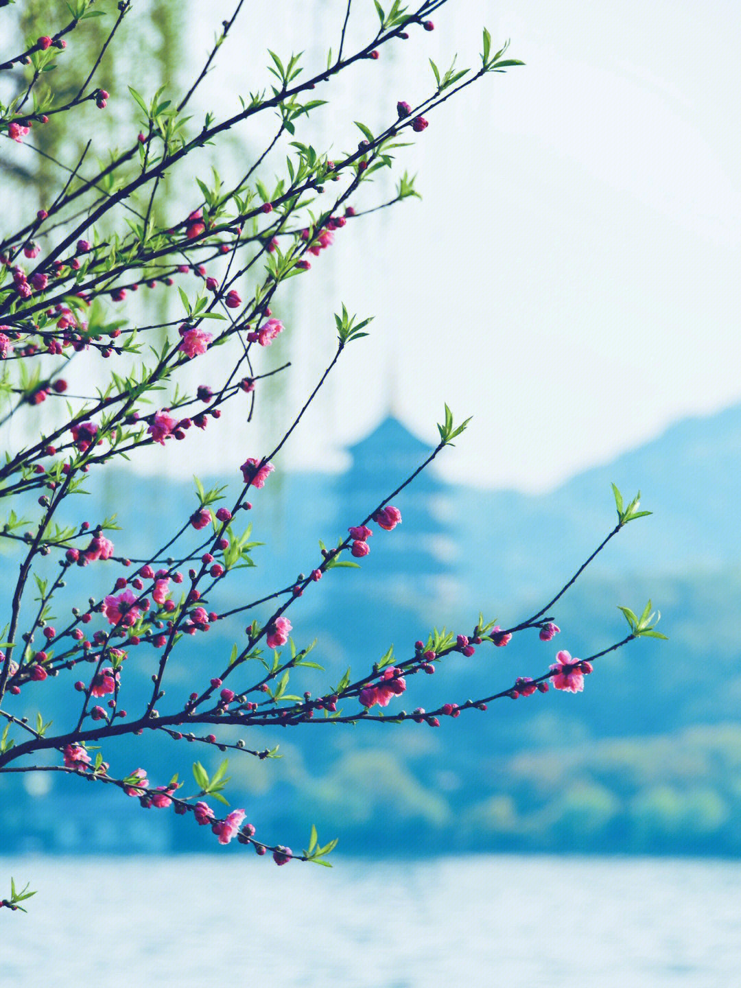 柳浪闻莺植物图片