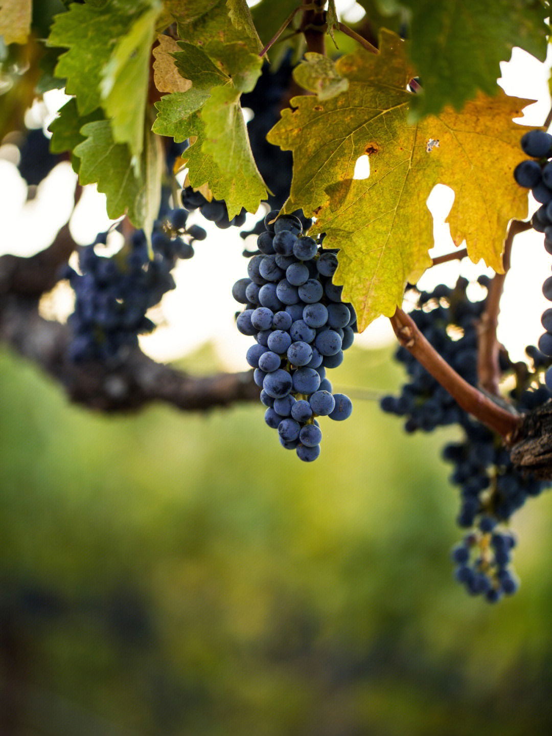 红酒桌上出现最多的葡萄品种赤霞珠