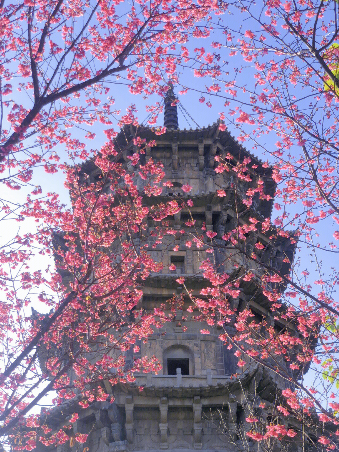 泉州开元寺樱花图片