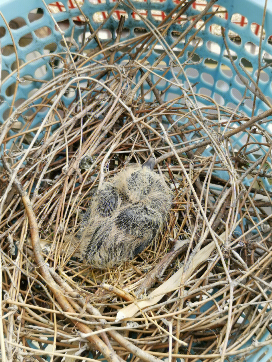 斑鸠孵蛋1至18天过程图图片