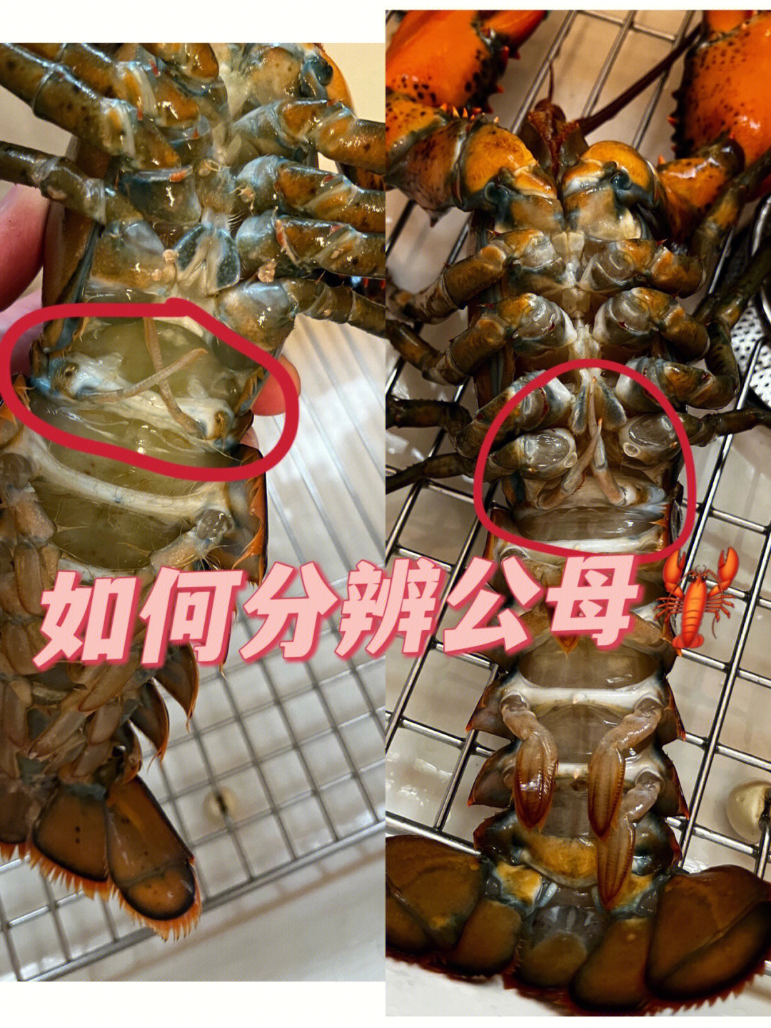 大龙虾公母分辨图片图片