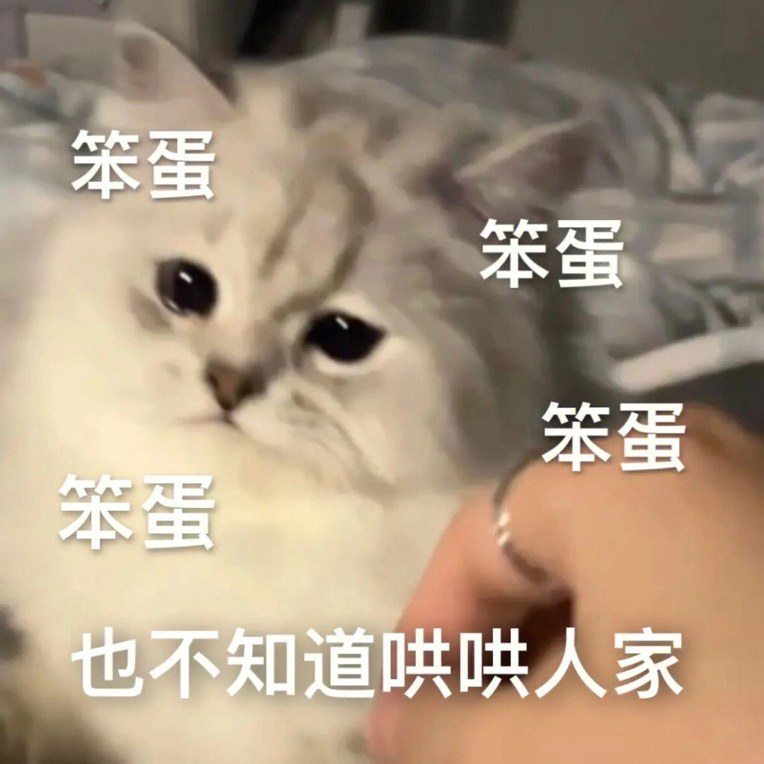 2d猫猫表情包图片