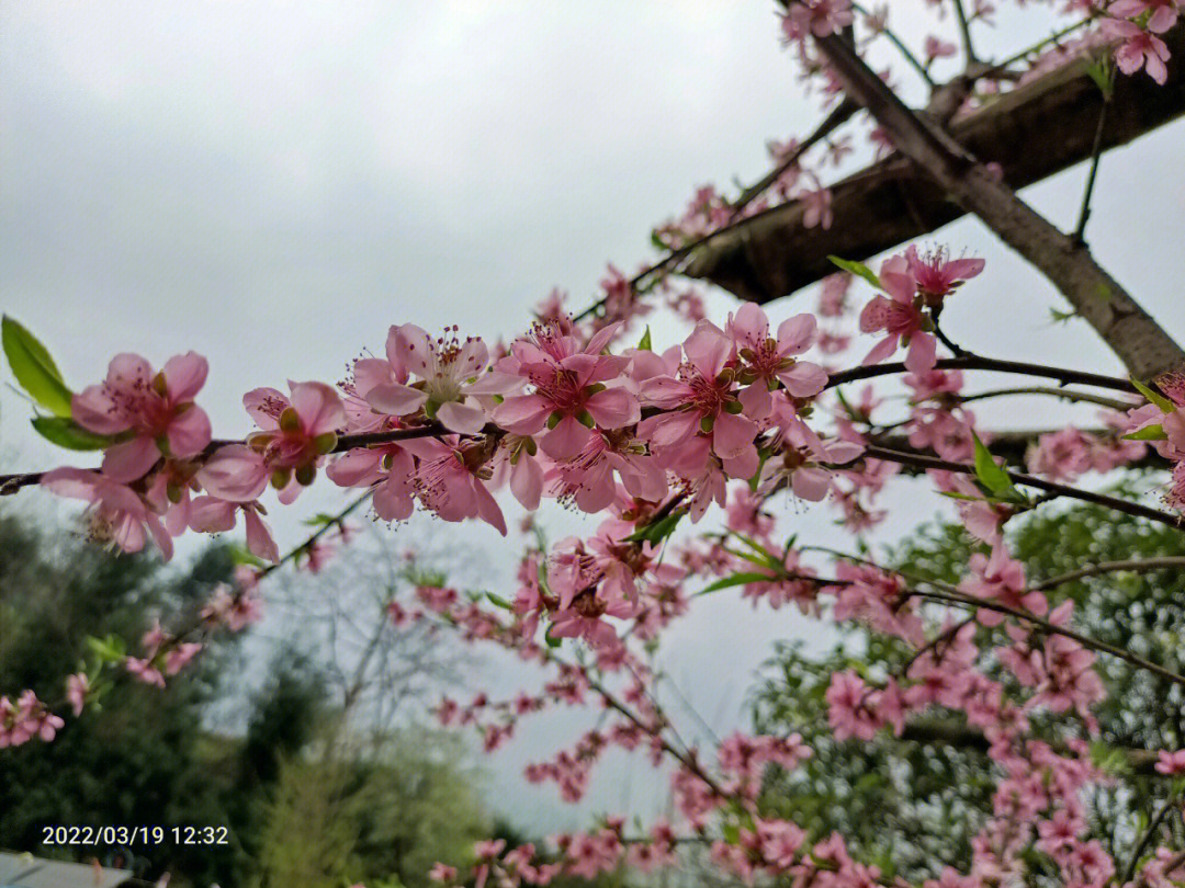 大邑雾中山青梅花图片