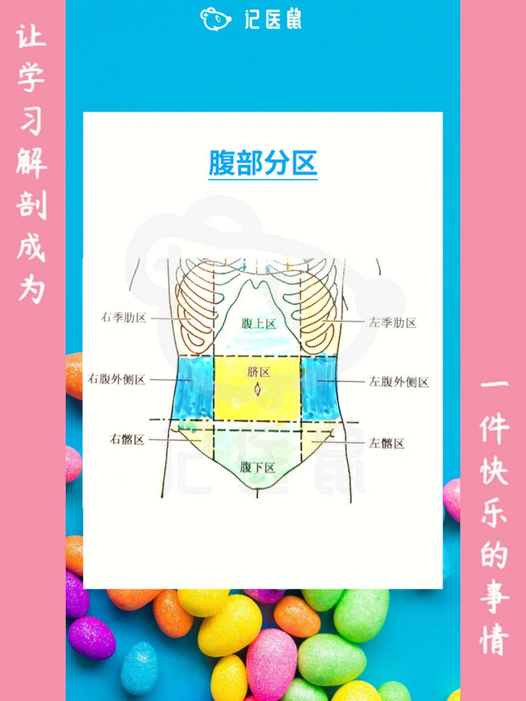 胸腹位置区分图片