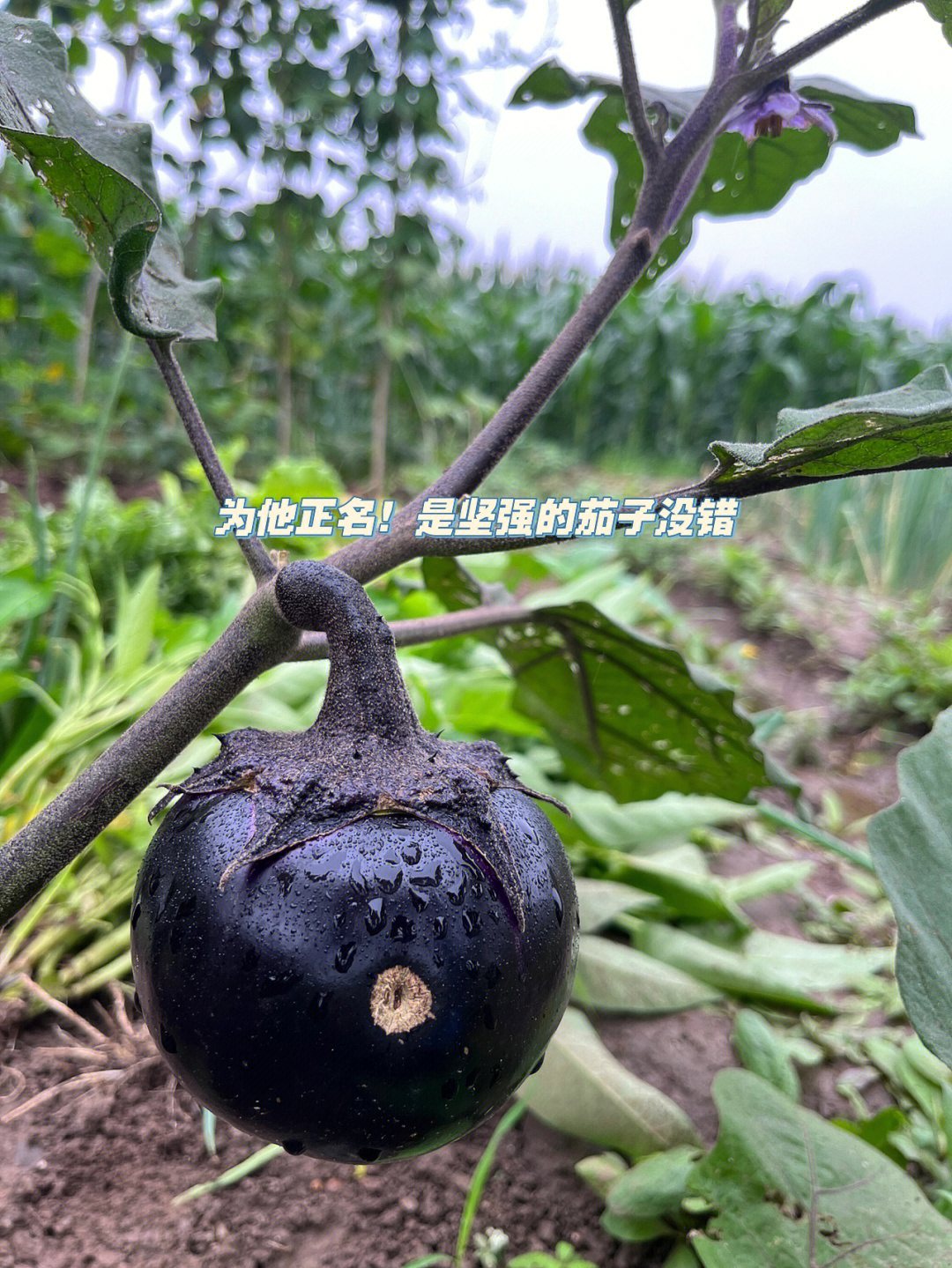 茄子花的结构示意图图片