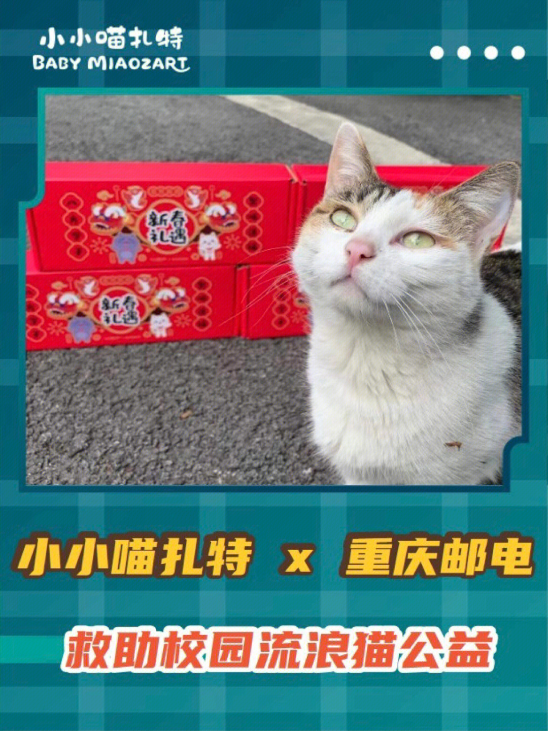 重庆邮电流浪猫救助公益
