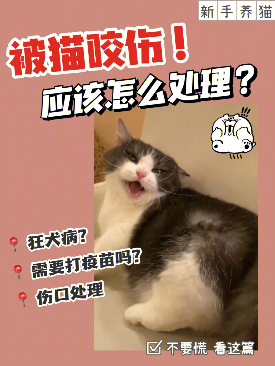 被猫咬伤了怎么办06需要打狂犬疫苗吗71