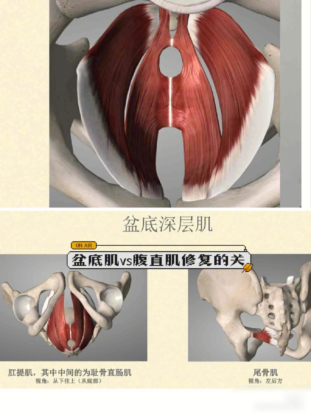 盆底肌的七块肌肉图解图片