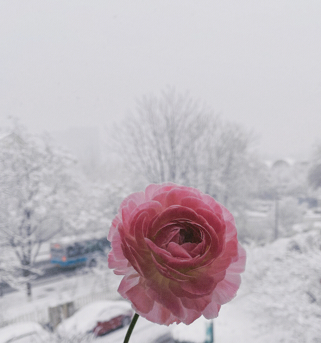 雪色图片