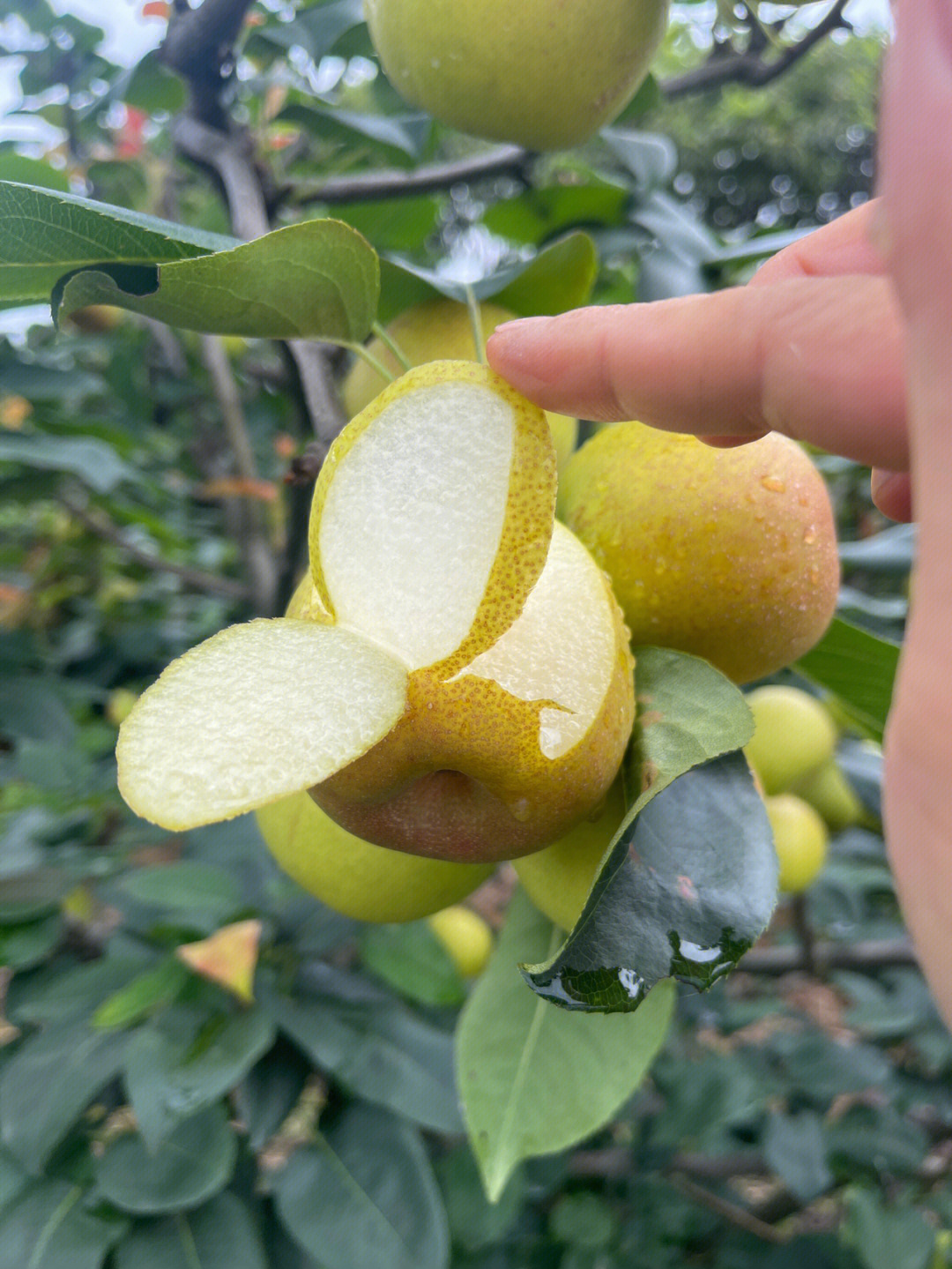 攀枝花珍珠梨