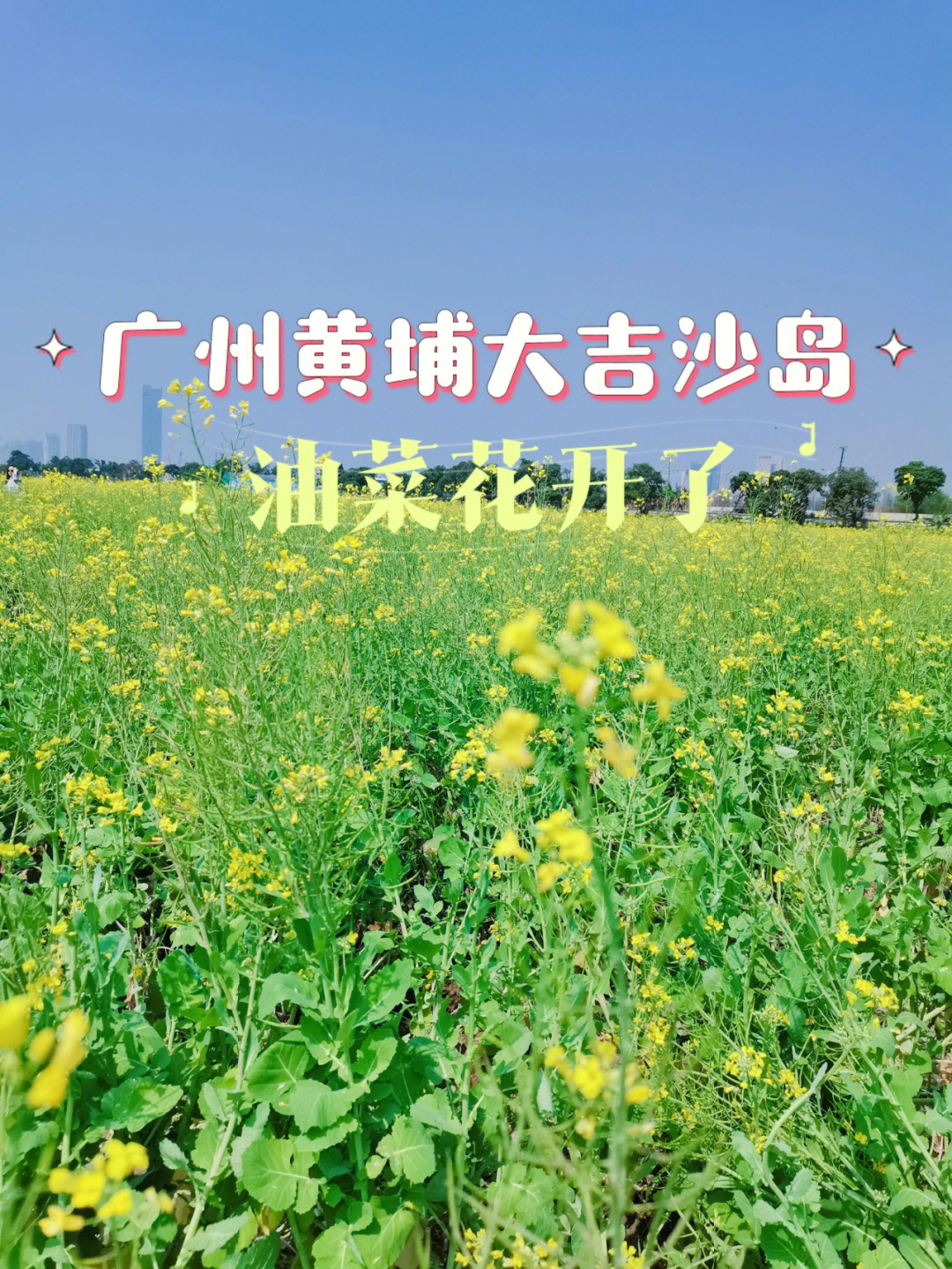 黄埔大吉沙岛油菜花图片