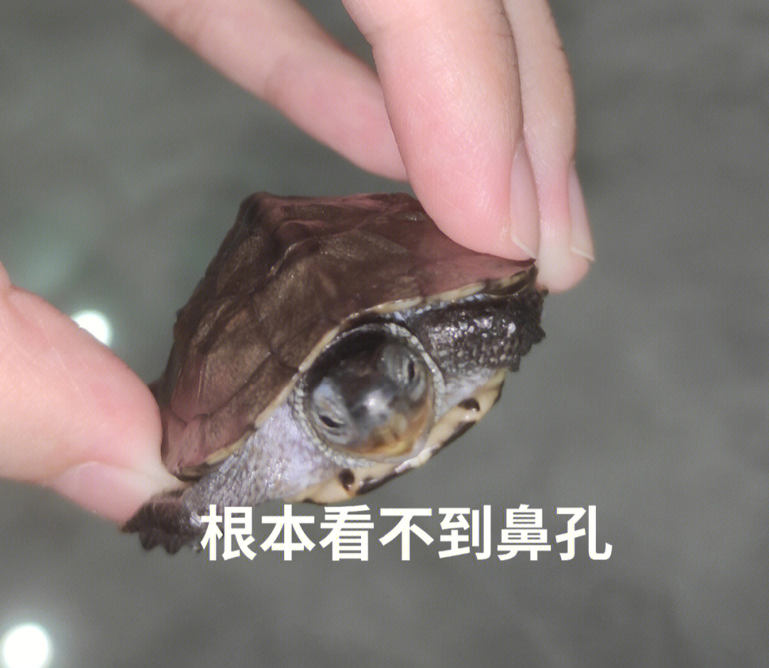 买的时候光线不够没有注意看,结果龟买来就只有一个鼻孔而且很小!