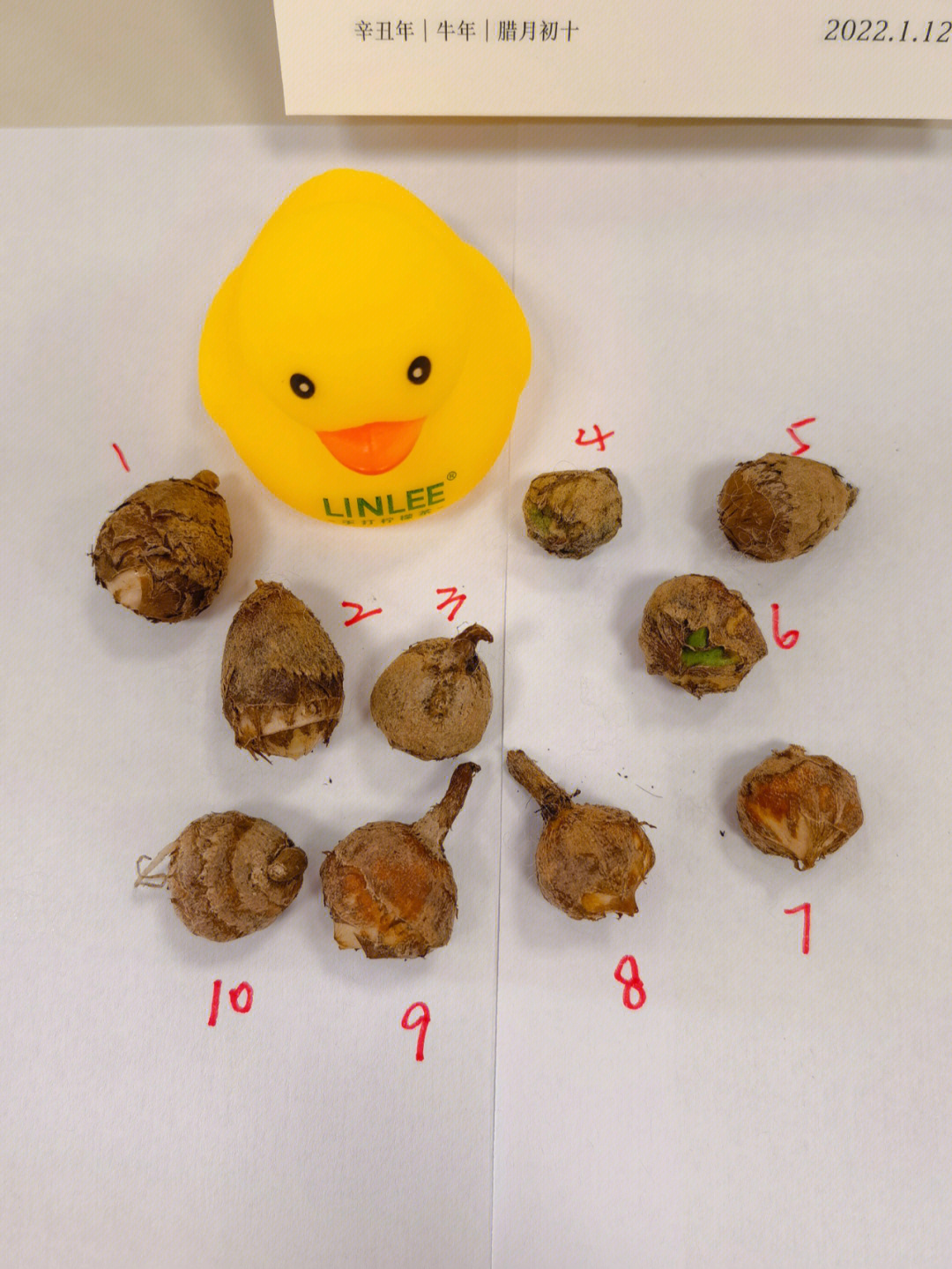 鹅蛋孵化过程照蛋图图片
