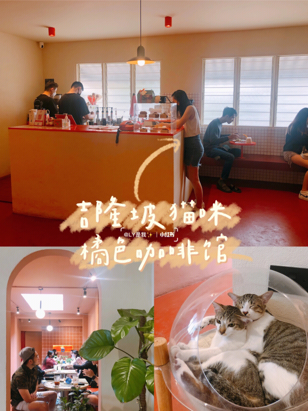 吉隆坡猫咪橘色咖啡馆09