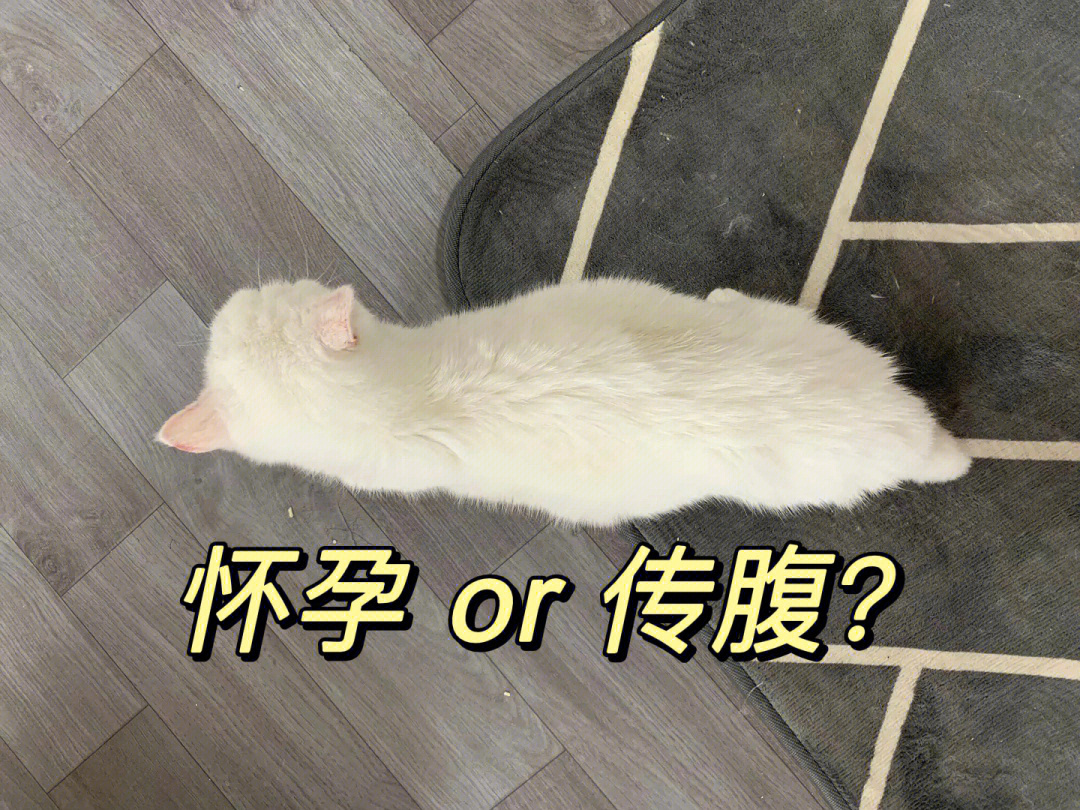 猫怀孕肚子大小变化图图片