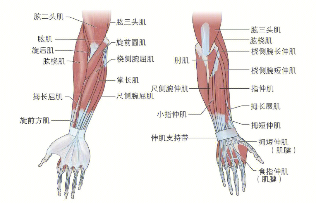 肘桡尺和腕关节肌肉及肌肉动作