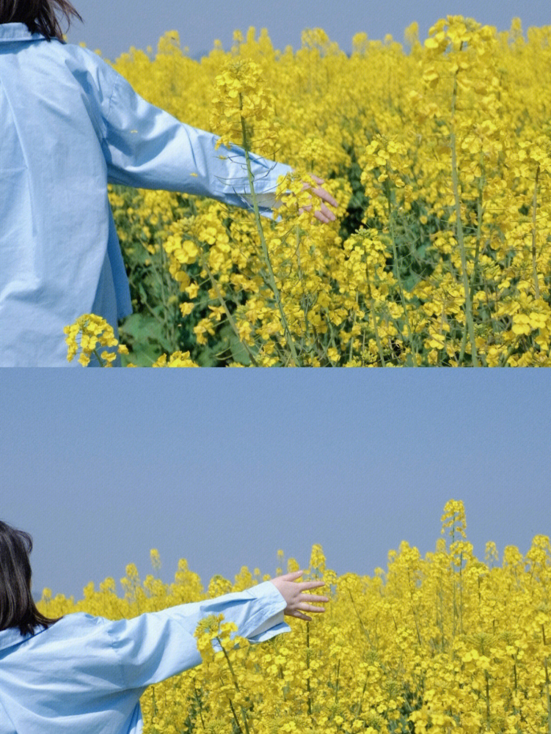 南充渔溪镇油菜花路线图片