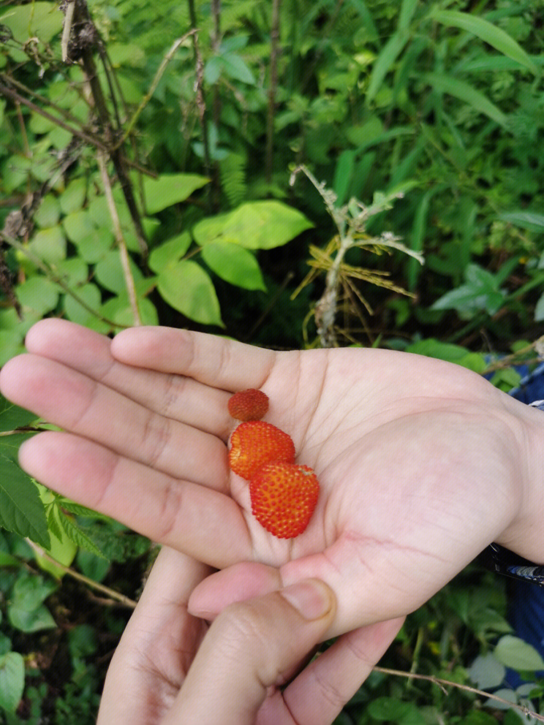 蓬蘽树莓白猛野枇杷黑泡折耳根