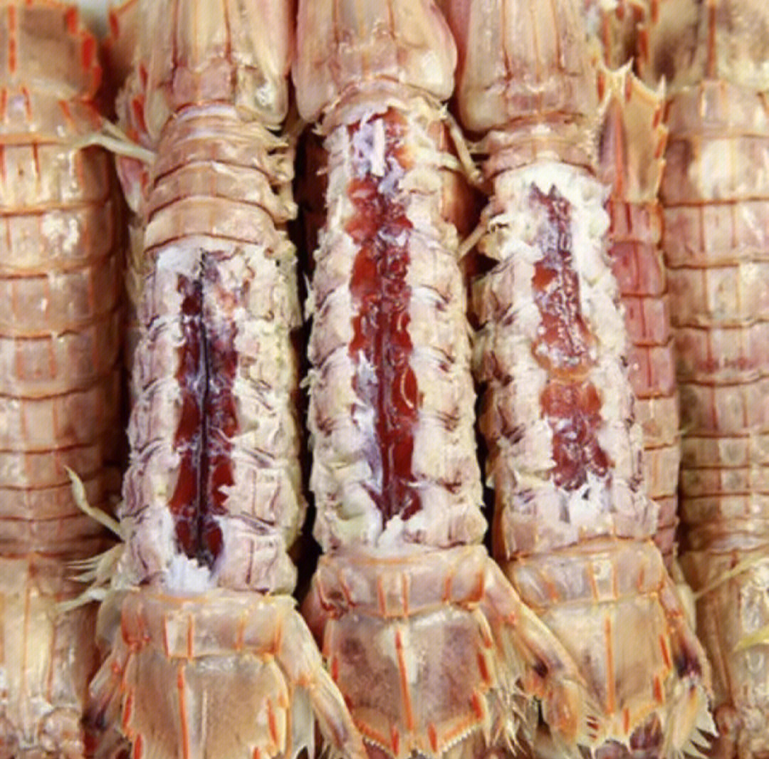 皮皮虾的种类图片