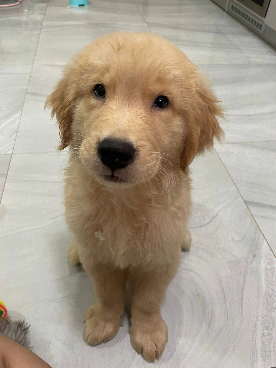 bigbone金毛猎犬小狗狗