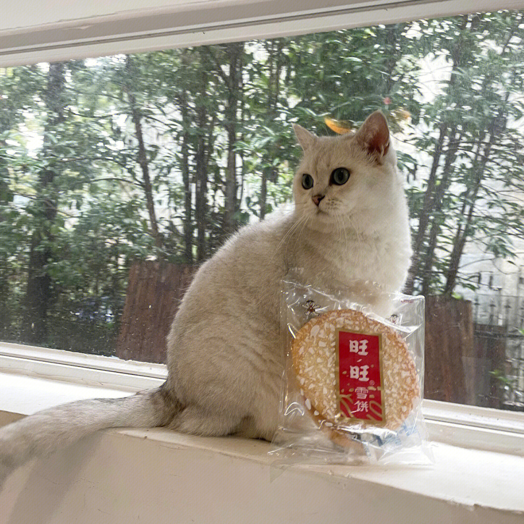 雪饼小猫咪图片