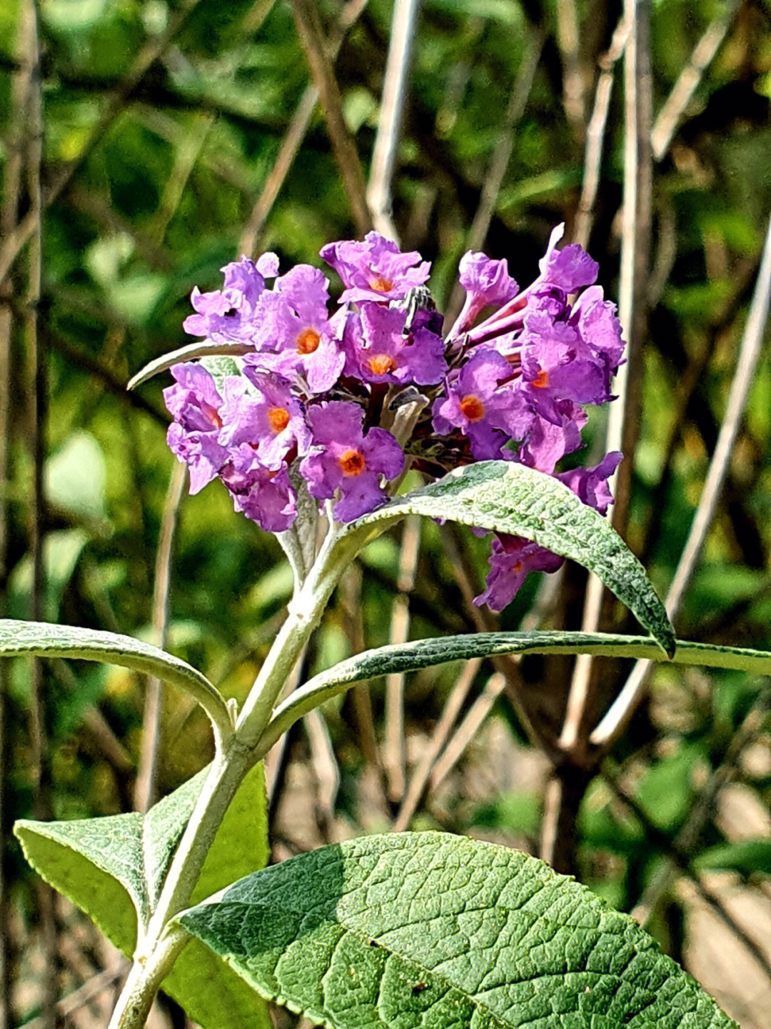 醉鱼草