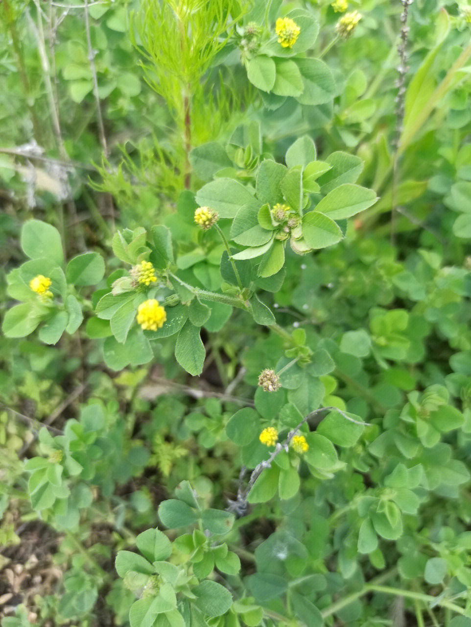 东北野草花二十六天蓝苜蓿