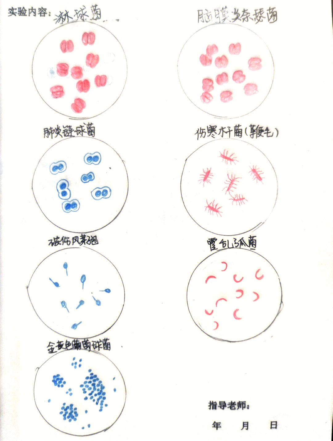 红蓝铅笔手绘微生物实验报告