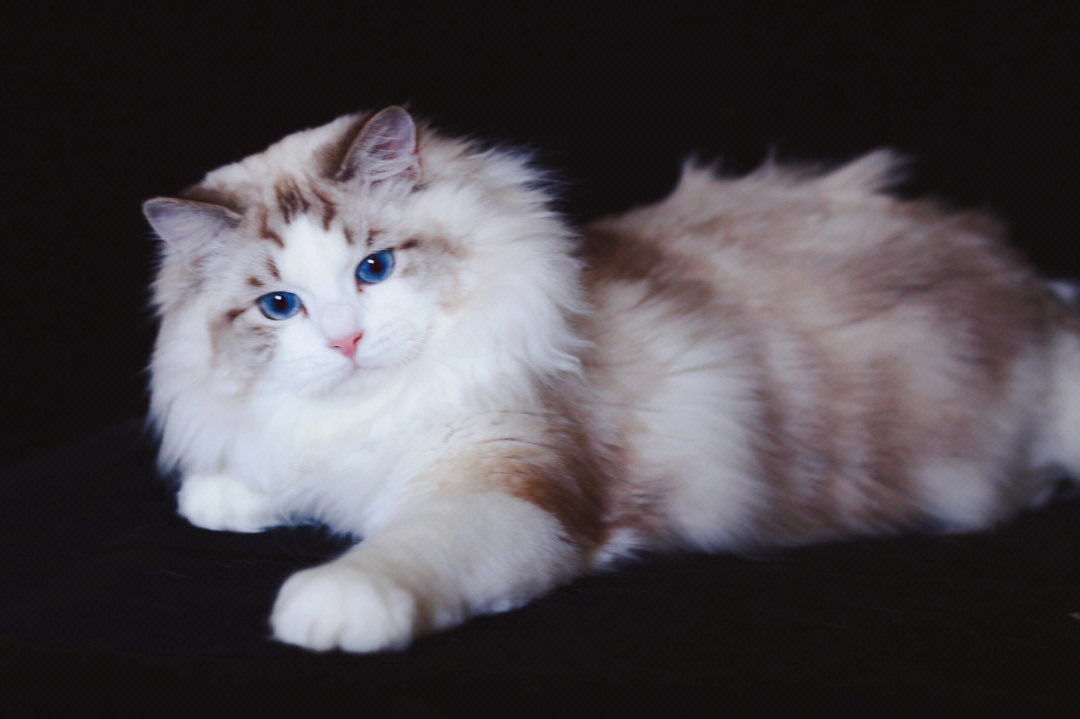 常见的假布偶猫 有假图片