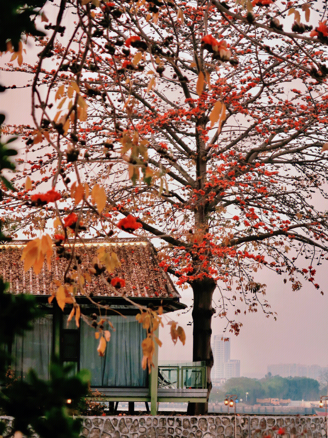 木棉花的秋天图片