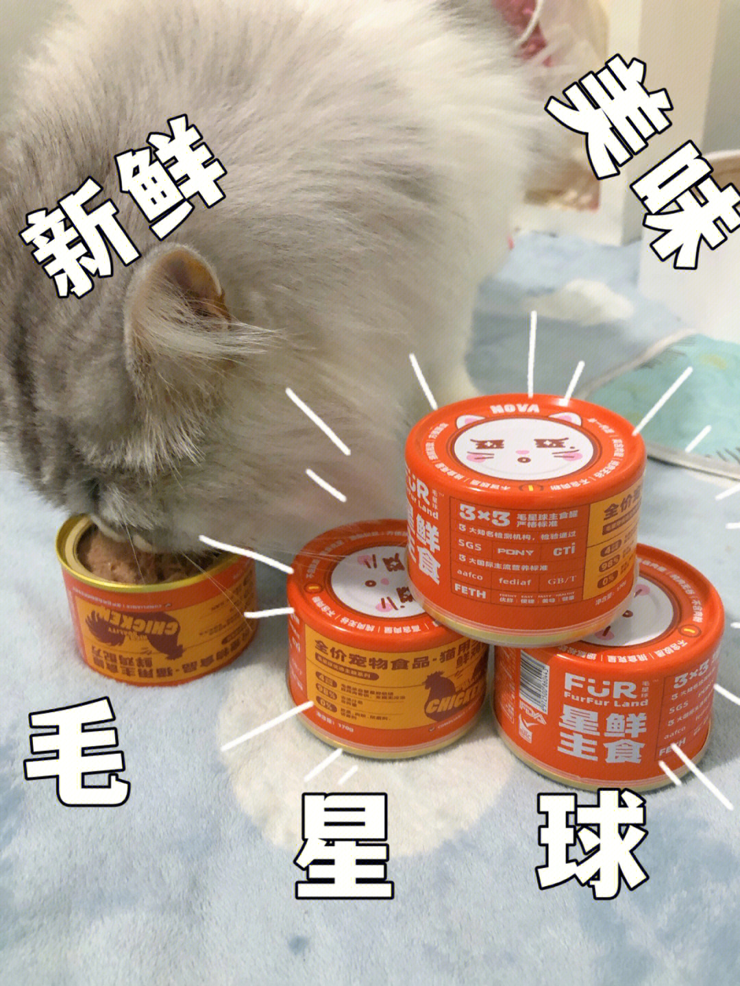 芙兰朵猫罐头图片
