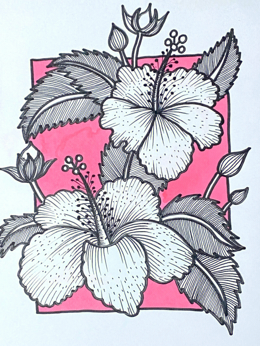 96那么今天这张:画种:线描作品名称:花卉植物创作时长:1小时创作