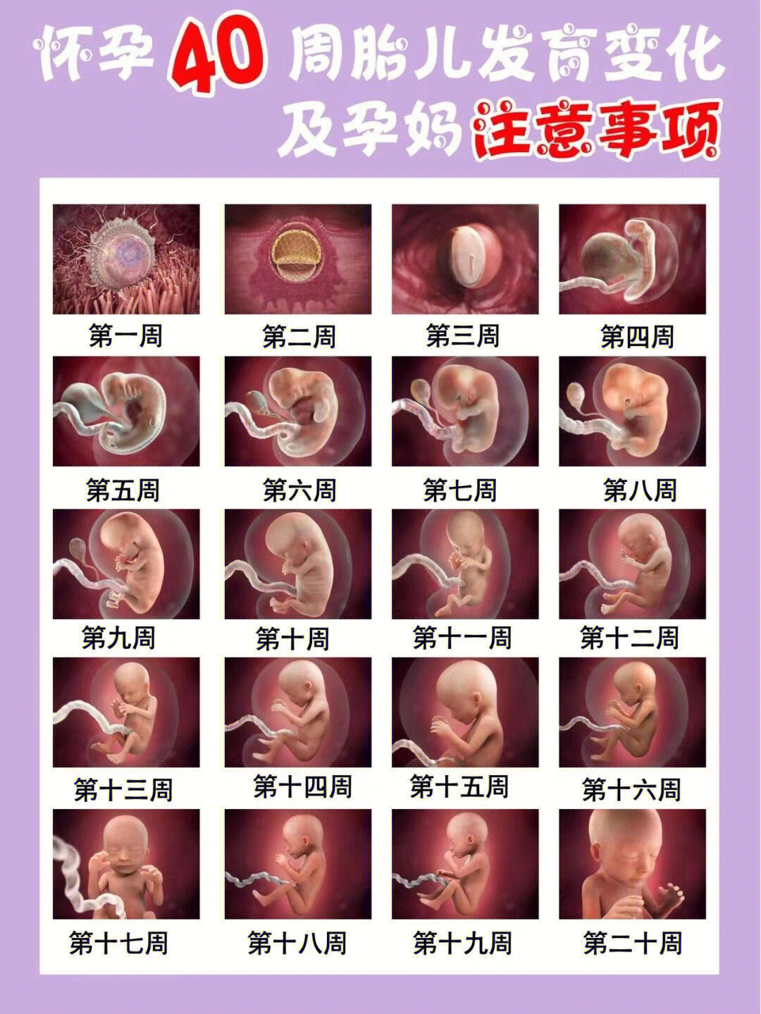7周胎儿大小图片