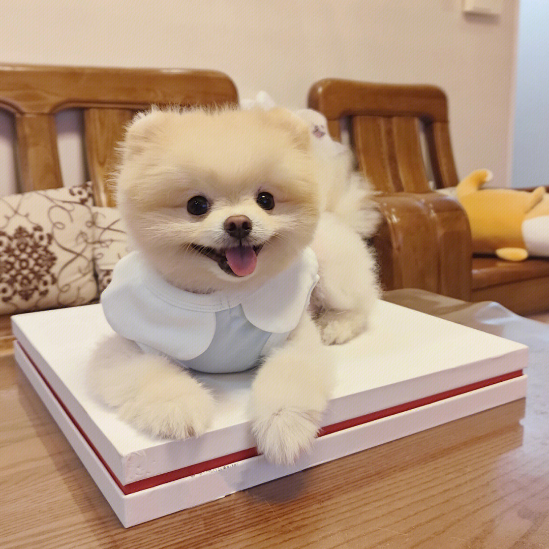 博美#狗狗日常#狗狗