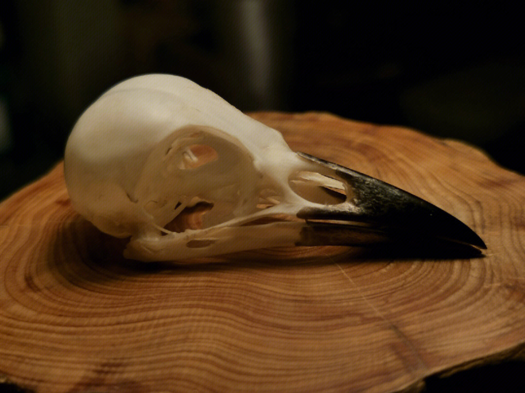 捡了一只肩部有贯穿伤的鸟尸做成骨骼标本