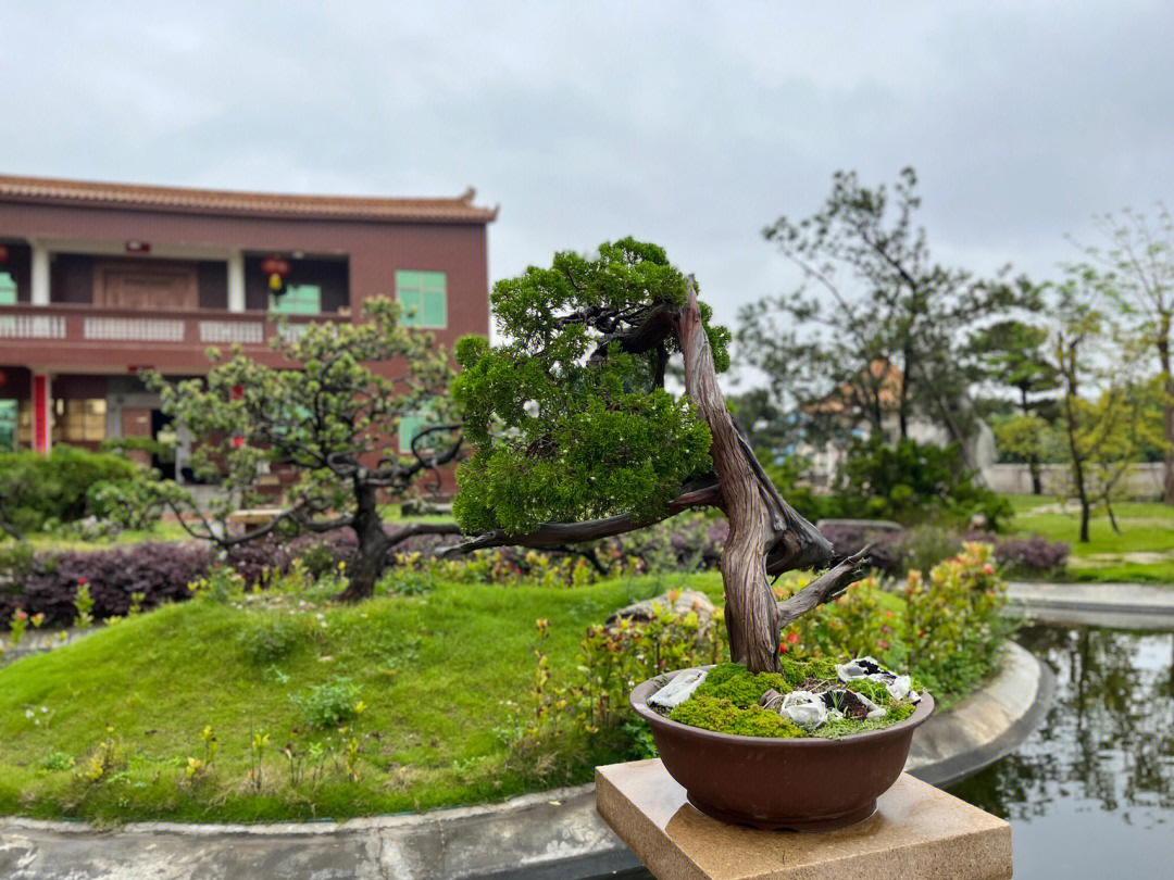 临沂盆景批发基地图片