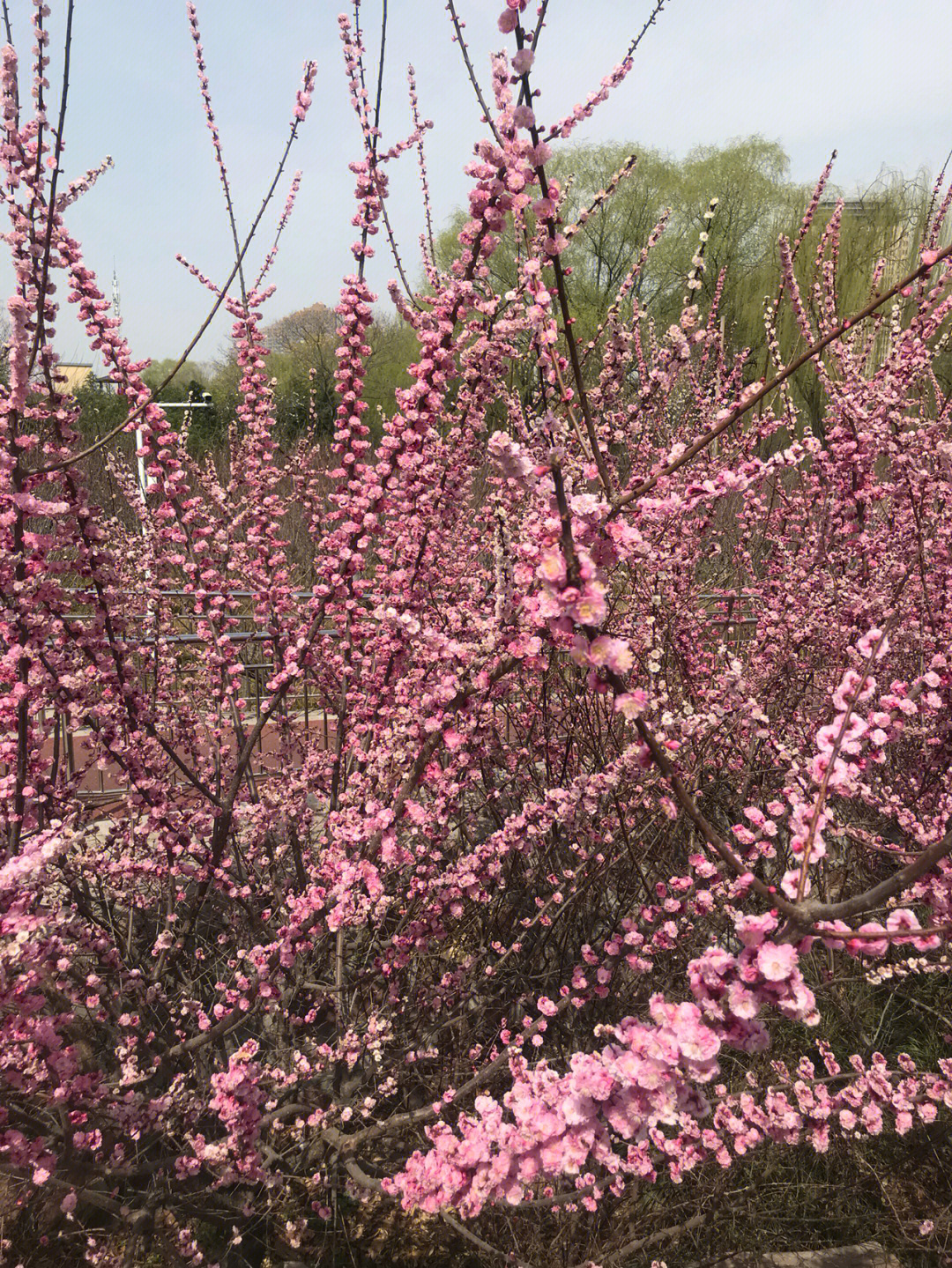 春天有什么花开名字图片