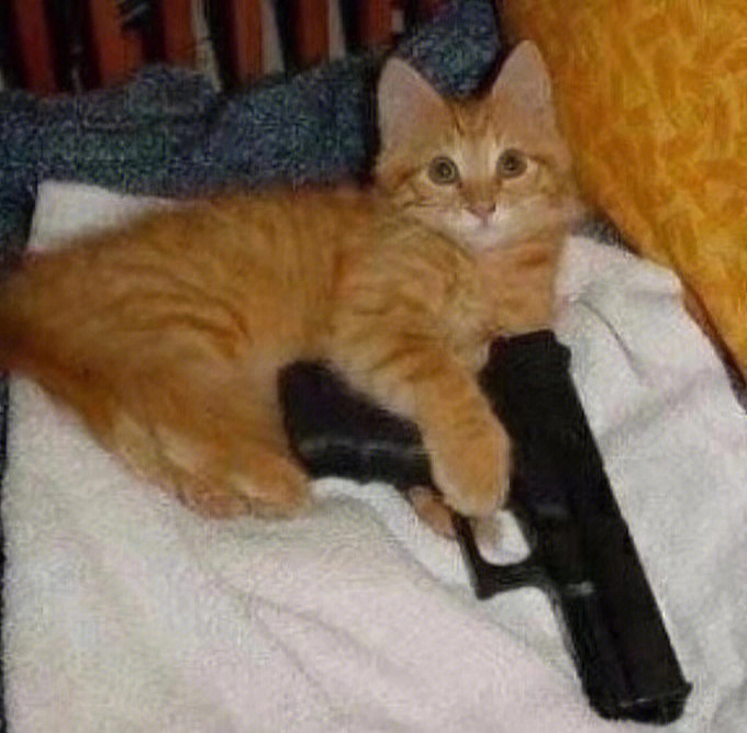 猫咪拿枪保护小鱼干图片
