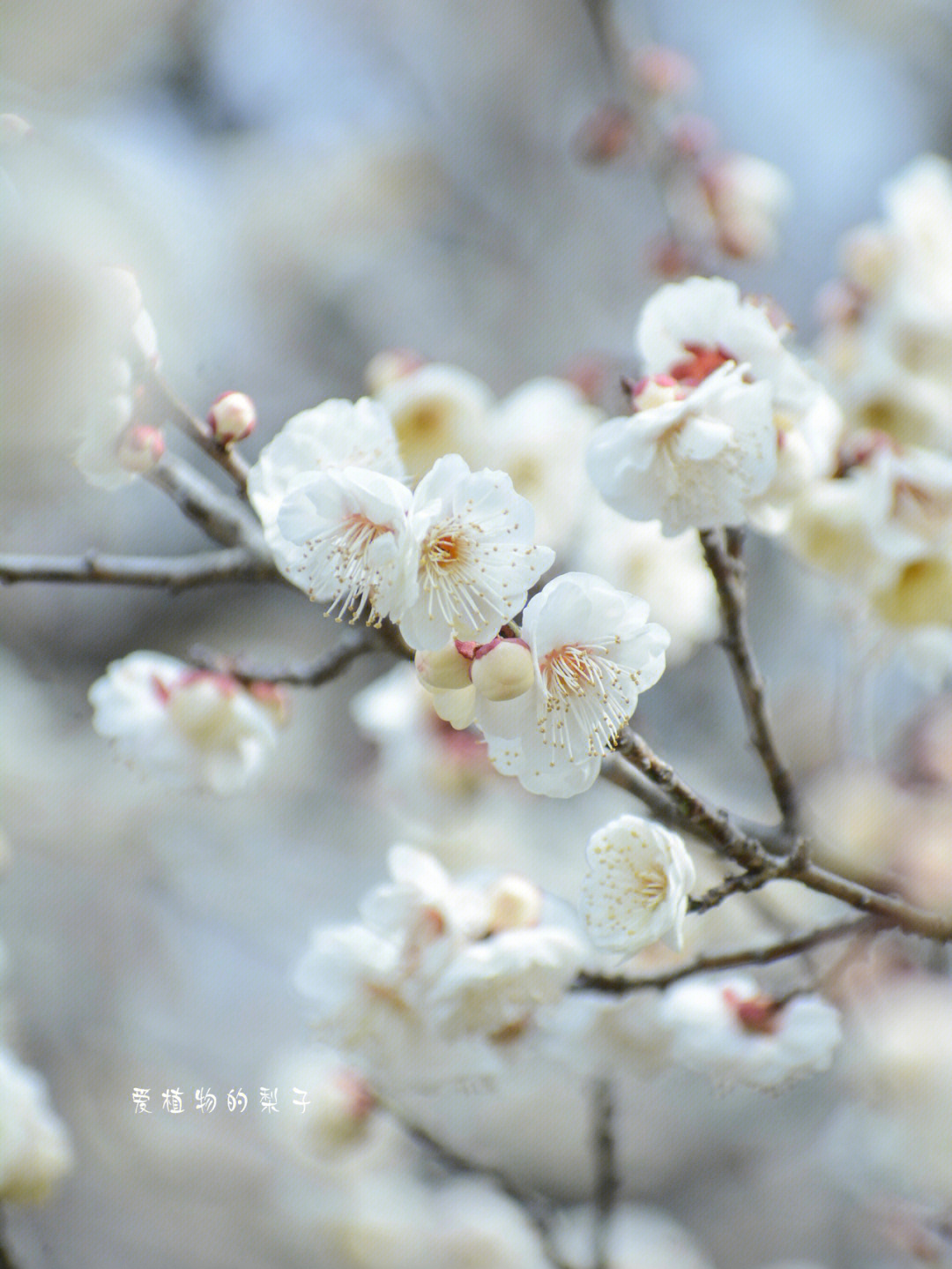 玉蝶梅花枝堆雪