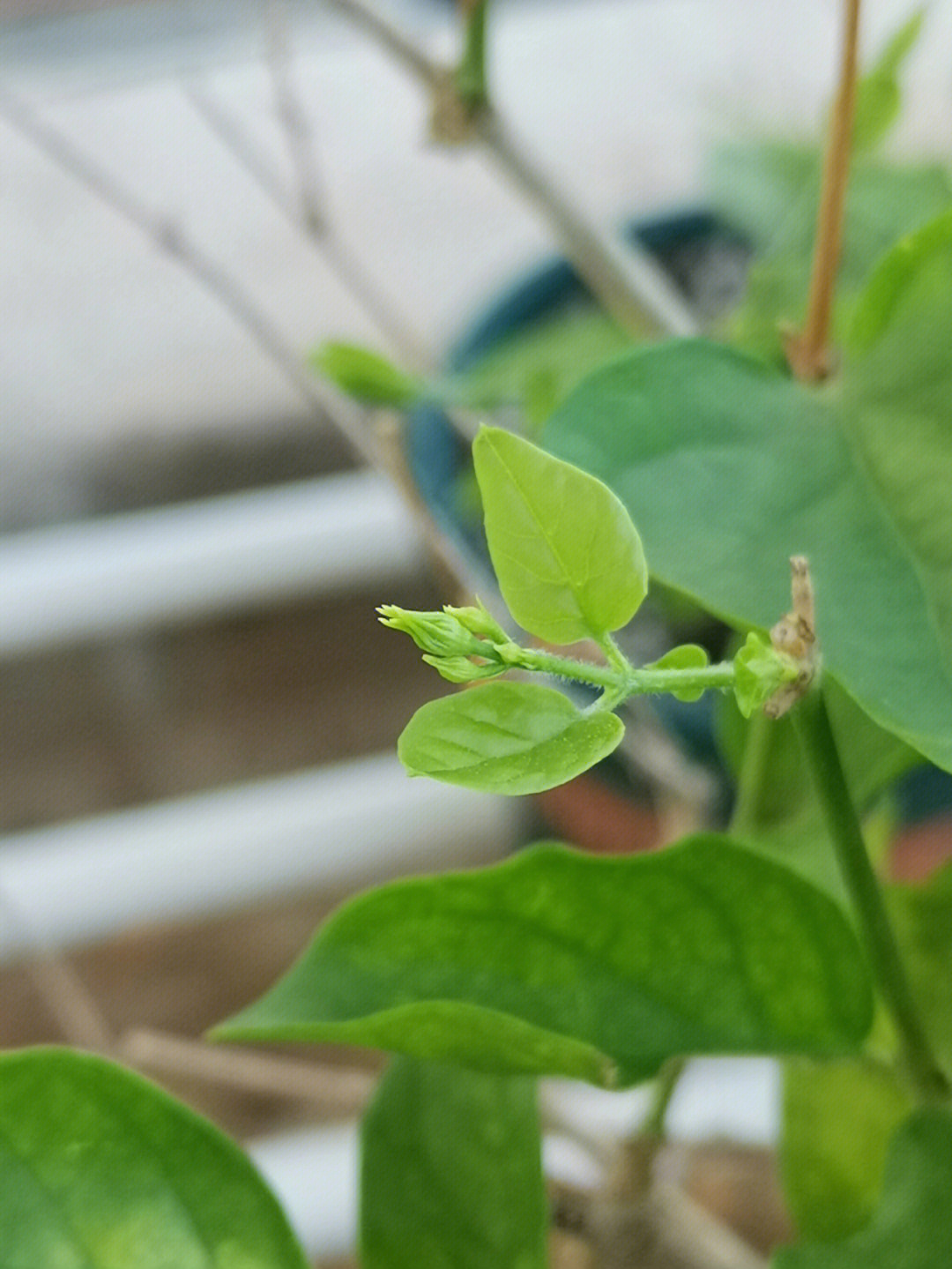 紫茉莉刚发芽的图片图片