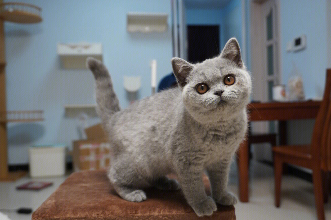 英短蓝猫剃毛造型图片图片